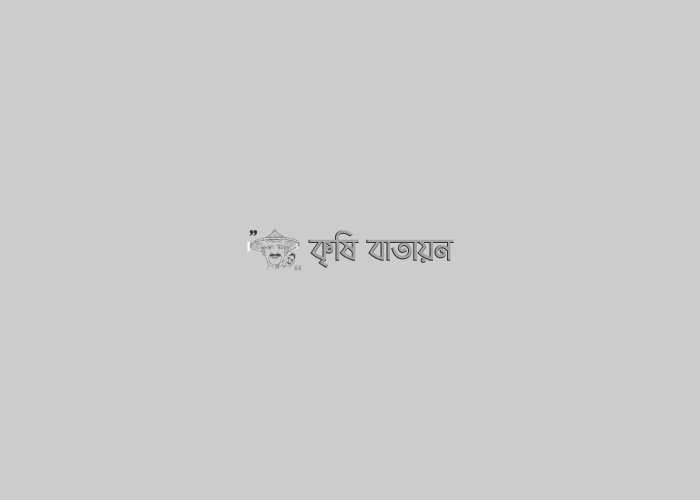 ধানে মাজরা পোকা  দমন ব্যবস্থা