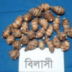 বিলাসী